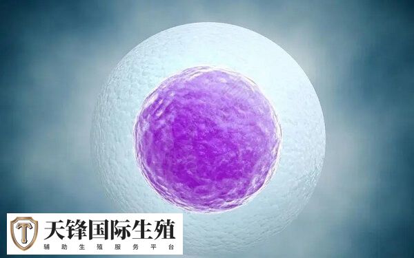 常规胚胎移植时无法通过形态学判断性别