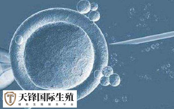 男性胚胎多为高质量的囊胚