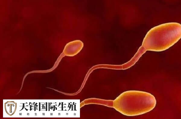 les生子要在精子库挑选精子