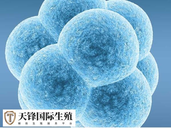 高龄试管婴儿成功率有高不高