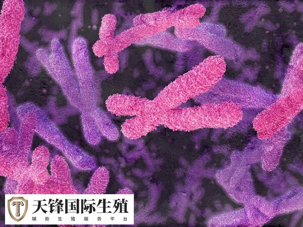 胎儿染色体变为四倍体的原因是父母染色体数目异常吗？